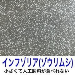 【稚魚のエサ】インフゾリア(ゾウリムシ) 450ml