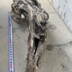 20本ぐらいの流木まとめ売りの画像