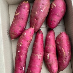 本年度産　薩摩芋　紅はるか　5kg