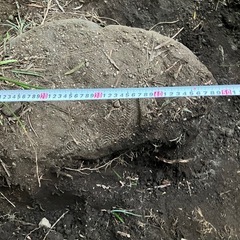 庭石差し上げます