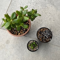 カネノナルキと多肉植物