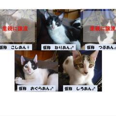 5匹の仔猫の里親さまを募集しています