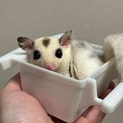 プラチナフクロモモンガ