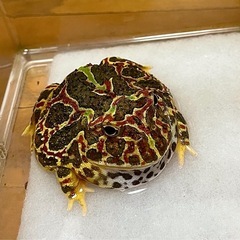 ベルツノガエル　❶
の画像