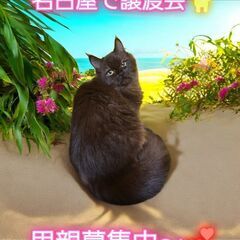 里親募集中！生後4ヵ月サイベリアン♂(⋈◍＞◡＜◍)。✧♡ 