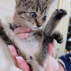甘えん坊キジちゃん🐱