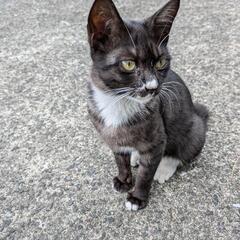 鼻に少しほくろみたいな白毛と顎から首まで白毛がチャームポイントの可愛い白黒子猫ちゃんです - 猫