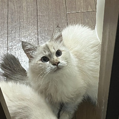 サイベリアン 里親募集