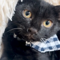 ジジくん🐈‍⬛里親様決定🍀
