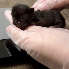 産まれたて子猫たち❗️