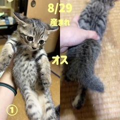 子猫の里親募集