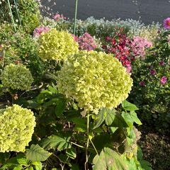 アナベルを庭に植えたいと思っている方へ