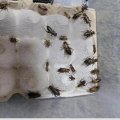こおろぎ 🦗の画像