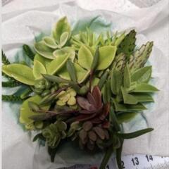 多肉植物　品種色々詰合せ⑩