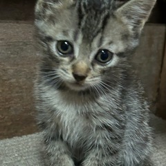 子猫