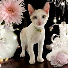 11月2日（土）三鷹で猫の譲渡会🩷🎵🩷シャム系白の女の子生後2ヶ...