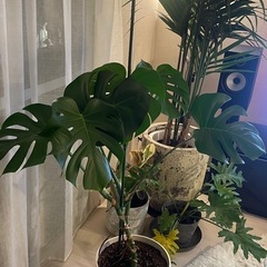 ［観葉植物］モンステラ