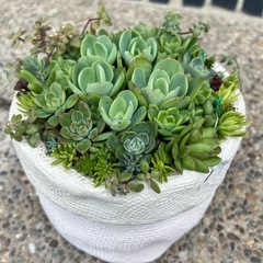 🍀多肉植物の寄せ植え🍀②