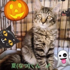 子猫祭り‼️🎃10月26日(土)👻島忠ホームズ昭島店様にて『保護...