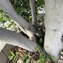 庭木の抜根