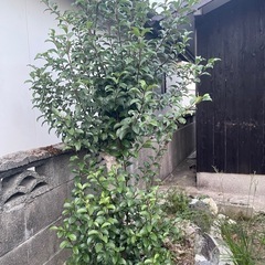 庭石 巨石 の画像