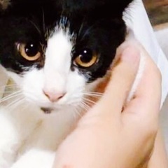 子猫祭り‼️🐈‍⬛10月26日(土)🐈‍⬛島忠ホームズ昭島店様に...