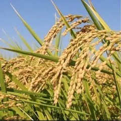 10/25 泉南AEON取引　きぬむすめ玄米　30kg