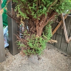 庭木　ガーデニング　シンボルツリー　もみの木の画像