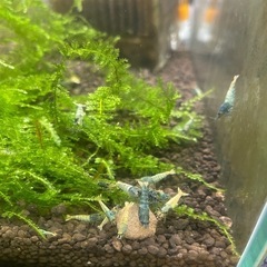 ターコイズシュリンプ
