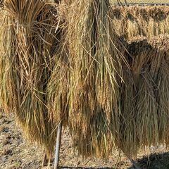 令和6年産 あさひの夢 10kg 天日干し 南アルプス市産  無...