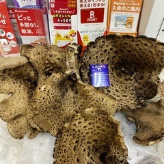 秋の味覚　希少　香茸　4キロほど