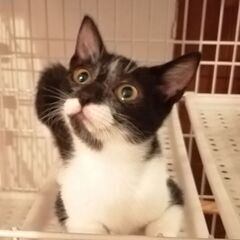子猫の里親場集