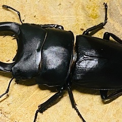 ②⑤オオクワガタ   冬眠明け即ブリ成虫ペアの販売の画像