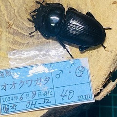 ②⑤オオクワガタ   冬眠明け即ブリ成虫ペアの販売の画像