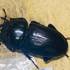 ②⑤オオクワガタ   冬眠明け即ブリ成虫ペアの販売の画像
