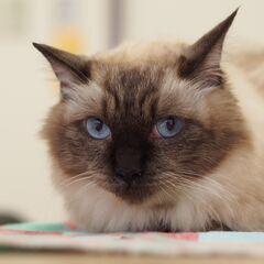 フカフカのシャムミックス