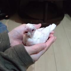 オカメインコ3