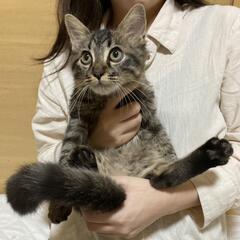 【やり取り中のため一時中断中です】人慣れ😊猫慣れ🐱バッチリな仔猫...