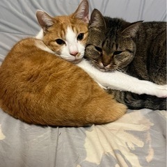 2匹の仲良しオス猫