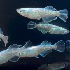 メダカ　ドラゴンブルー6匹の画像