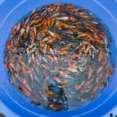 錦鯉　　‼️格安‼️