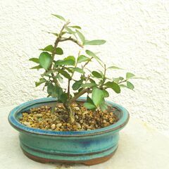 小品盆栽の中古が安い！激安で譲ります・無料であげます｜ジモティー