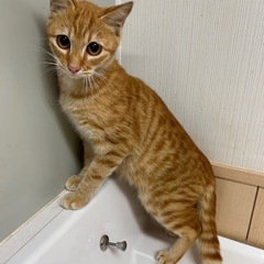 🧡ねこ🧡