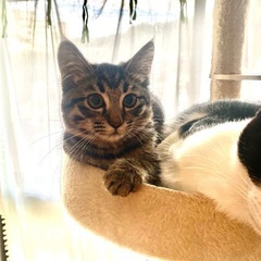 人慣れはじめたモフモフのツンデレ子猫ちゃん❤️（里親様決まりまし...