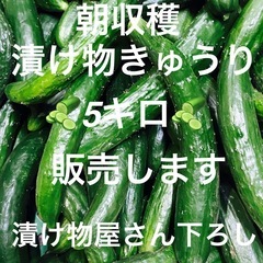 159収穫した漬物、きゅうりになります！値段は5キロで1000円になっております。1セット限定販売です。の画像