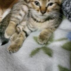 ちびとらをもらって下さい。☺️