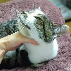 【トライアル決定】おっとり優しい女のこです♪ - 猫