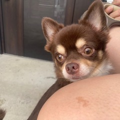 保護犬