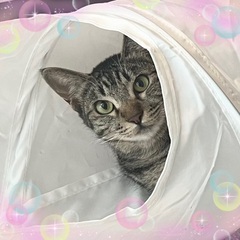 保護して226日 甘えてくれるようになりました♡