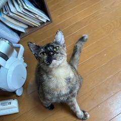 1歳 サビの女の子【決まりました】